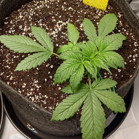 Lemon Cherry Cookies  #3 growlog timeline photo