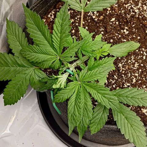 Lemon Cherry Cookies  #1 growlog timeline photo