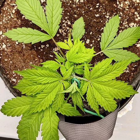 Lemon Cherry Cookies  #2 growlog timeline photo