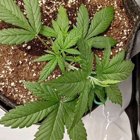 Lemon Cherry Cookies  #3 growlog timeline photo