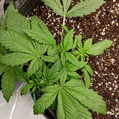 Lemon Cherry Cookies  #1 growlog timeline photo