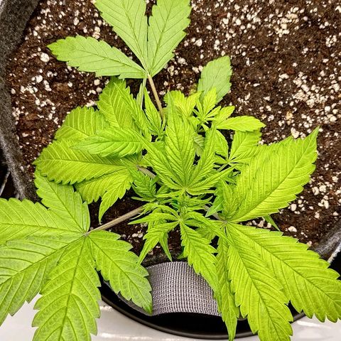 Lemon Cherry Cookies  #2 growlog timeline photo