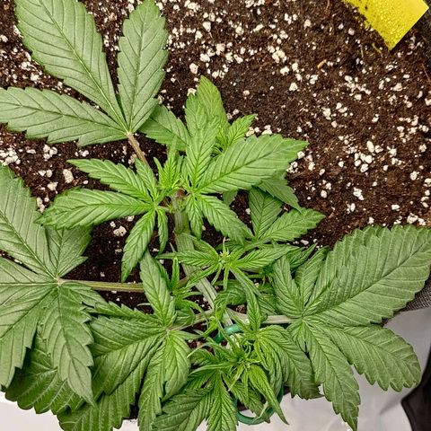 Lemon Cherry Cookies  #3 growlog timeline photo