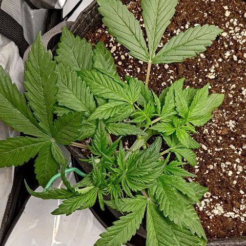 Lemon Cherry Cookies  #1 growlog timeline photo