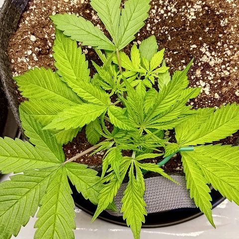 Lemon Cherry Cookies  #2 growlog timeline photo