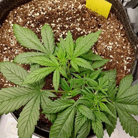 Lemon Cherry Cookies  #3 growlog timeline photo