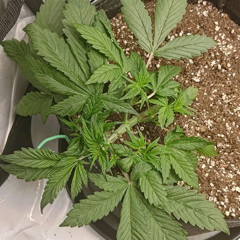 Lemon Cherry Cookies  #1 growlog timeline photo