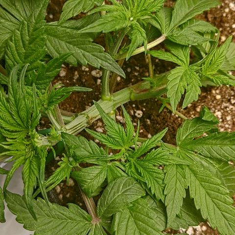 Lemon Cherry Cookies  #1 growlog timeline photo