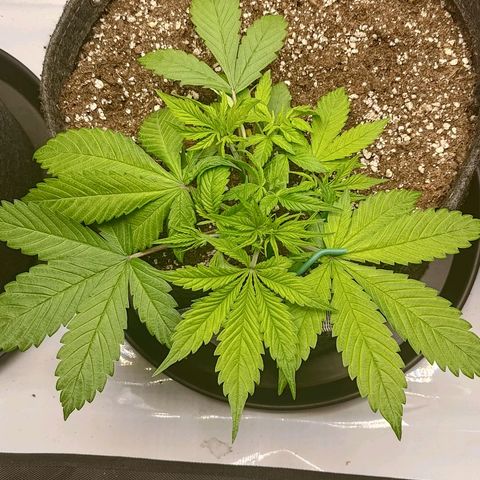 Lemon Cherry Cookies  #2 growlog timeline photo