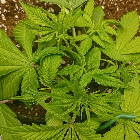 Lemon Cherry Cookies  #2 growlog timeline photo