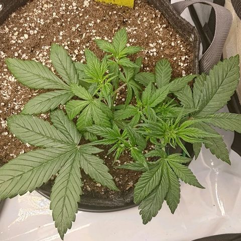 Lemon Cherry Cookies  #3 growlog timeline photo