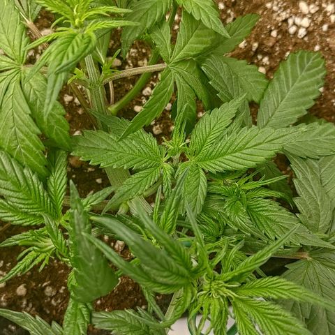 Lemon Cherry Cookies  #3 growlog timeline photo