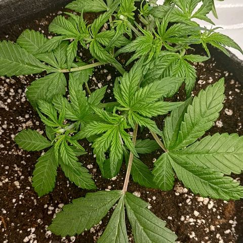 Lemon Cherry Cookies  #1 growlog timeline photo