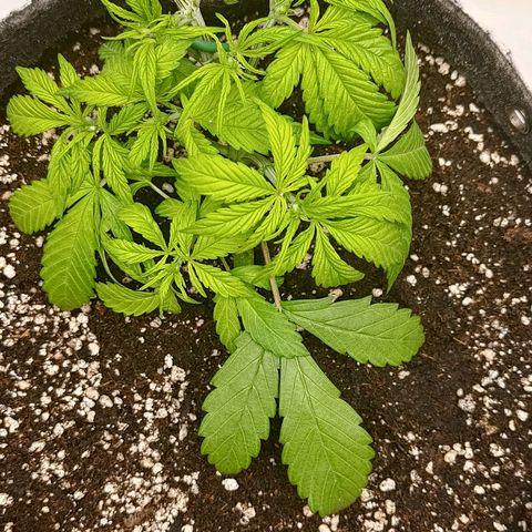 Lemon Cherry Cookies  #2 growlog timeline photo