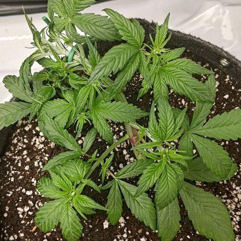 Lemon Cherry Cookies  #3 growlog timeline photo