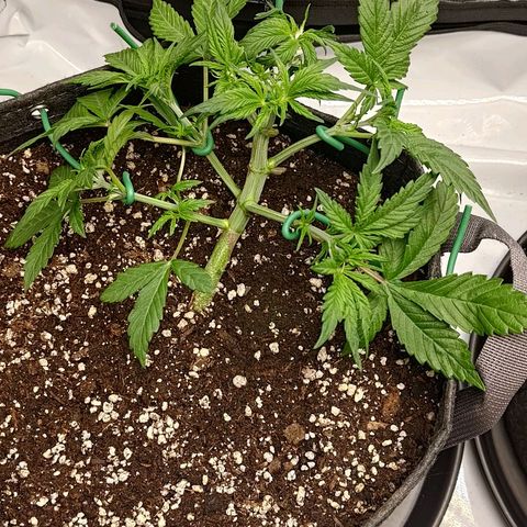 Lemon Cherry Cookies  #1 growlog timeline photo