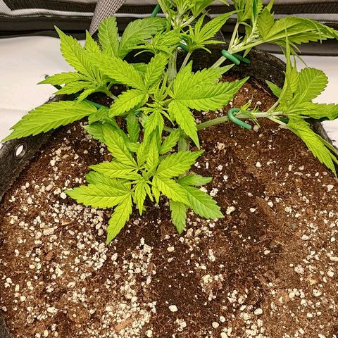 Lemon Cherry Cookies  #2 growlog timeline photo