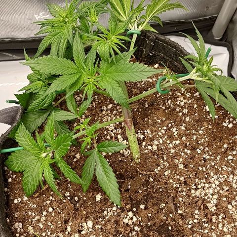 Lemon Cherry Cookies  #3 growlog timeline photo