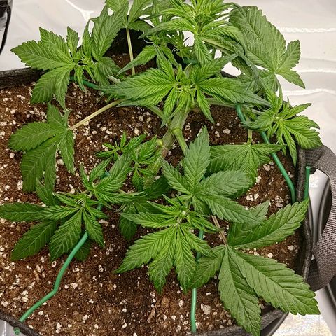 Lemon Cherry Cookies  #1 growlog timeline photo