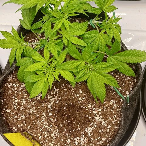 Lemon Cherry Cookies  #2 growlog timeline photo