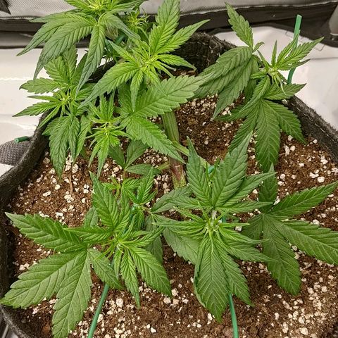 Lemon Cherry Cookies  #3 growlog timeline photo