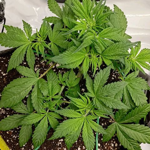 Lemon Cherry Cookies  #1 growlog timeline photo