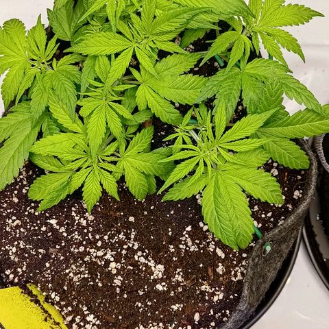 Lemon Cherry Cookies  #2 growlog timeline photo