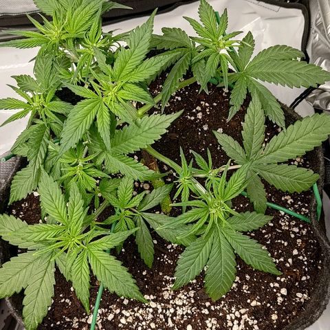 Lemon Cherry Cookies  #3 growlog timeline photo