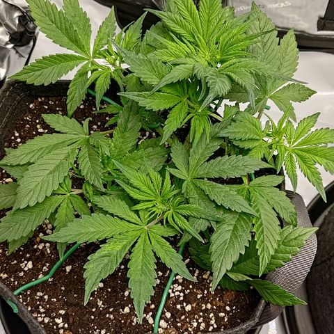 Lemon Cherry Cookies  #1 growlog timeline photo