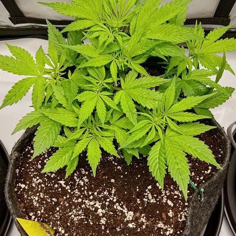 Lemon Cherry Cookies  #2 growlog timeline photo