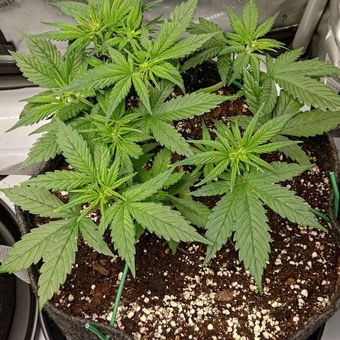 Lemon Cherry Cookies  #3 growlog timeline photo