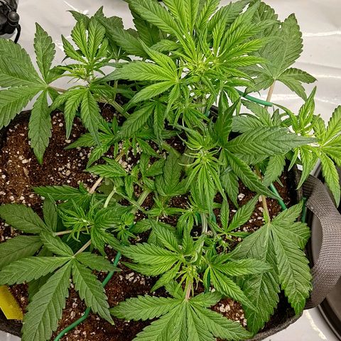 Lemon Cherry Cookies  #1 growlog timeline photo
