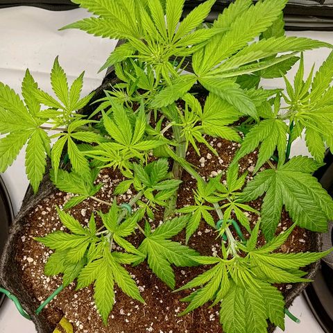 Lemon Cherry Cookies  #2 growlog timeline photo