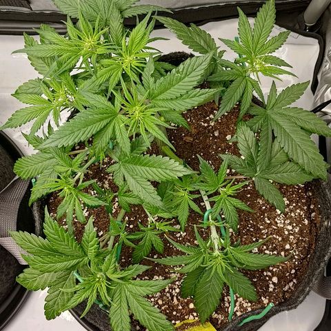 Lemon Cherry Cookies  #3 growlog timeline photo