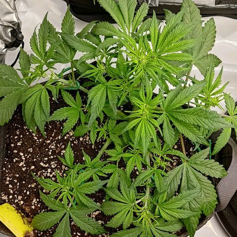 Lemon Cherry Cookies  #1 growlog timeline photo