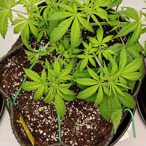 Lemon Cherry Cookies  #2 growlog timeline photo