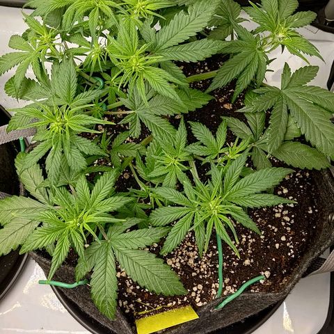 Lemon Cherry Cookies  #3 growlog timeline photo