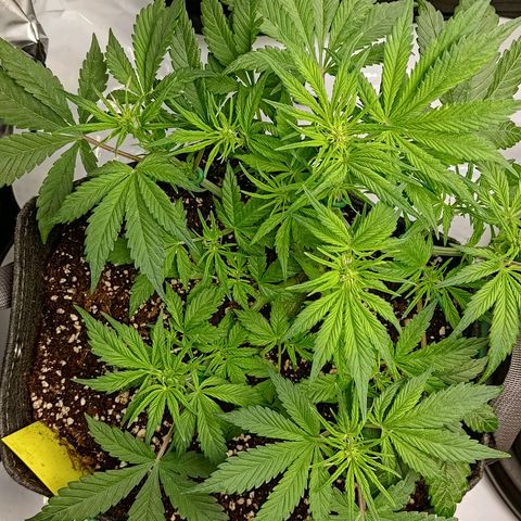 Lemon Cherry Cookies  #1 growlog timeline photo