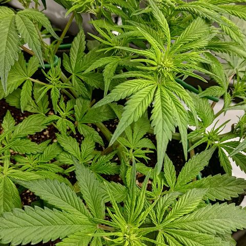 Lemon Cherry Cookies  #1 growlog timeline photo