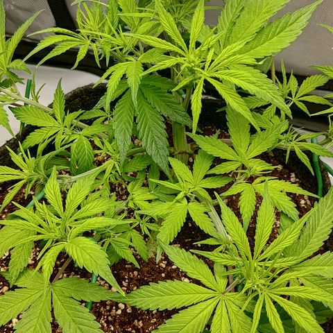 Lemon Cherry Cookies  #2 growlog timeline photo