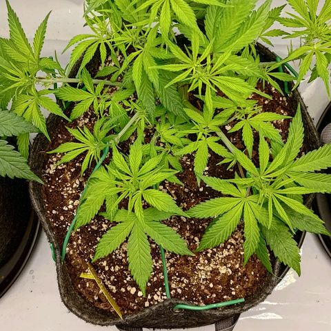 Lemon Cherry Cookies  #2 growlog timeline photo