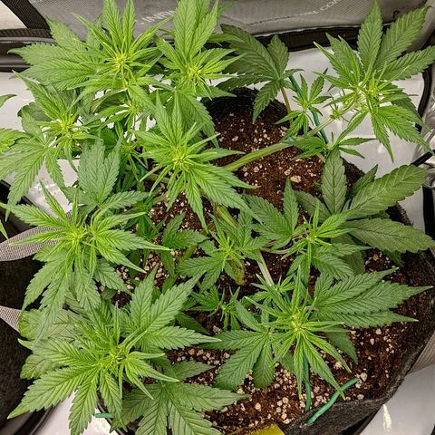 Lemon Cherry Cookies  #3 growlog timeline photo