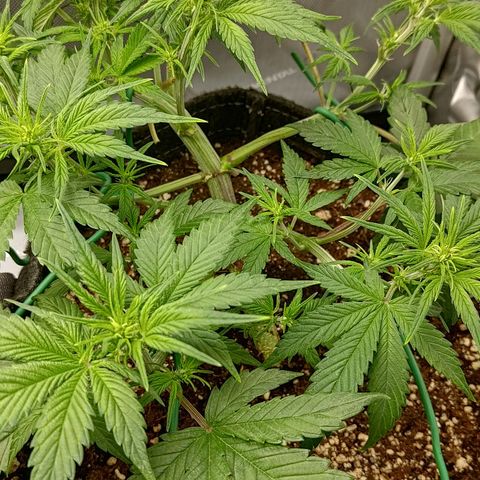 Lemon Cherry Cookies  #3 growlog timeline photo
