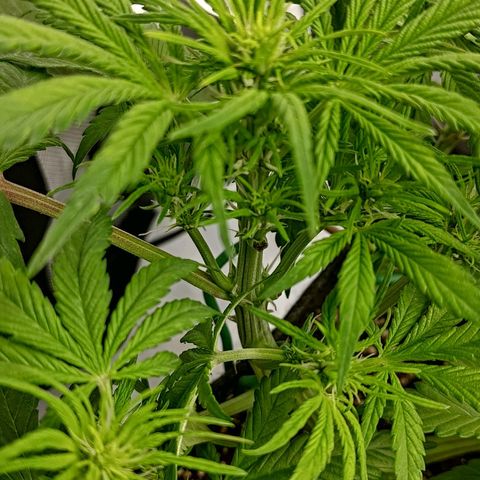 Lemon Cherry Cookies  #1 growlog timeline photo