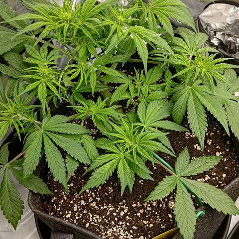 Lemon Cherry Cookies  #1 growlog timeline photo