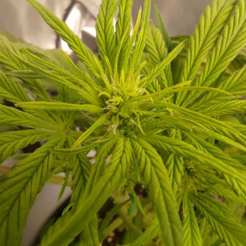 Lemon Cherry Cookies  #1 growlog timeline photo