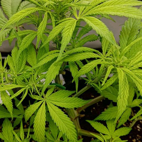 Lemon Cherry Cookies  #2 growlog timeline photo