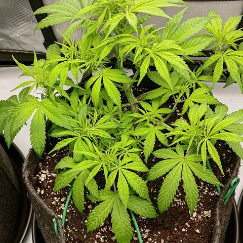 Lemon Cherry Cookies  #2 growlog timeline photo