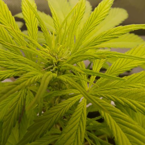Lemon Cherry Cookies  #2 growlog timeline photo