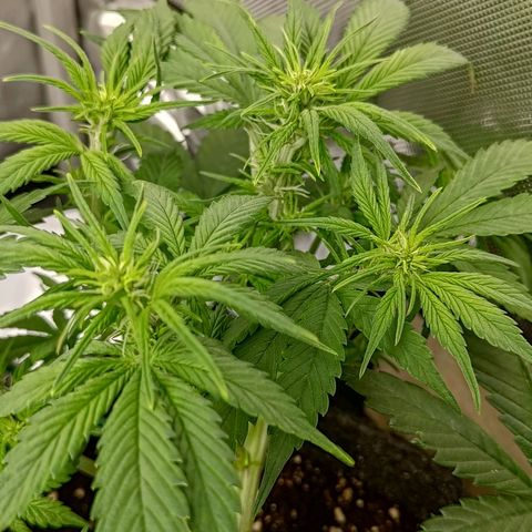 Lemon Cherry Cookies  #3 growlog timeline photo